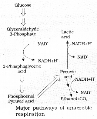 Plus One Botany Notes Chapter 10 Respiration in Plants 2