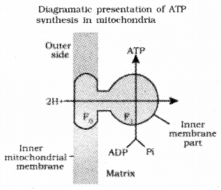 Plus One Botany Notes Chapter 10 Respiration in Plants 7