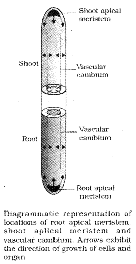 Plus One Botany Notes Chapter 11 Plant Growth and Development 1