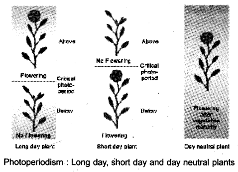 Plus One Botany Notes Chapter 11 Plant Growth and Development 11