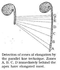 Plus One Botany Notes Chapter 11 Plant Growth and Development 2