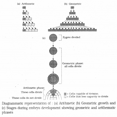 Plus One Botany Notes Chapter 11 Plant Growth and Development 3