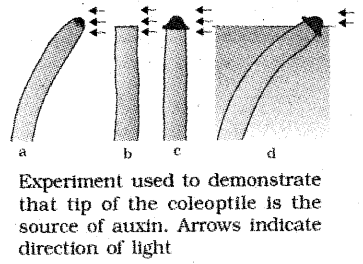 Plus One Botany Notes Chapter 11 Plant Growth and Development 9